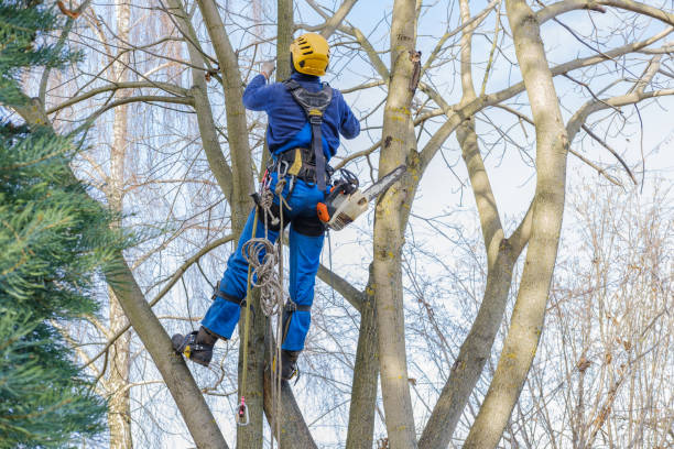 West Kittanning, PA Tree Removal Services Company