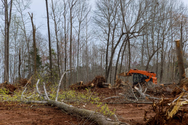 Best Utility Line Clearance  in West Kittanning, PA