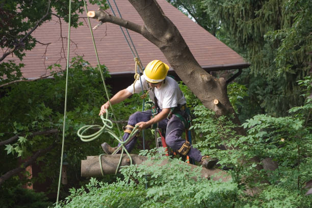 Best Emergency Tree Removal  in West Kittanning, PA