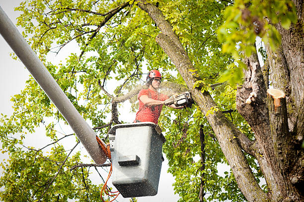 Best Tree Maintenance Programs  in West Kittanning, PA