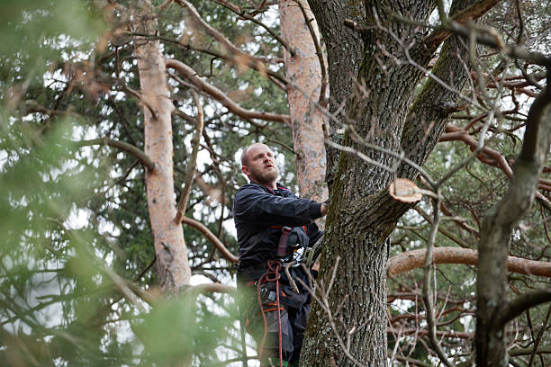 Best Tree Trimming and Pruning  in West Kittanning, PA